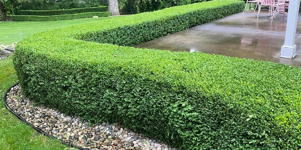 Neatly trimmed hedges